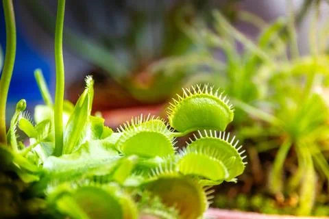  Venus flytrap carnivorous plant close-up view Venus flytrap carnivorous p... 库存照片