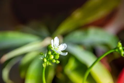 Venus flytrap carnivorous plant flower close-up view Foto stock