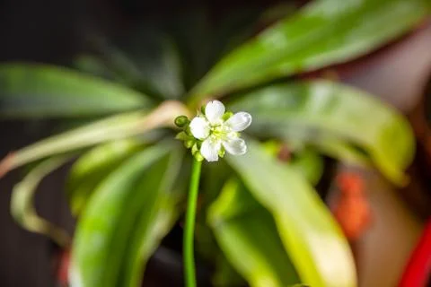 Venus flytrap carnivorous plant flower close-up view Foto stock