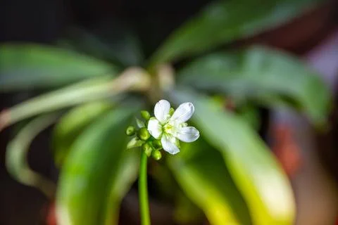 Venus flytrap carnivorous plant flower close-up view Venus flytrap carnivo... 库存照片