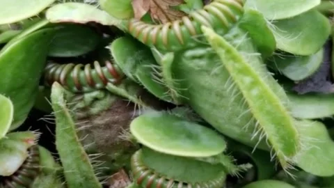 Venus Flytrap Carnivorous Plant Macro 4K Close Up Vídeos de archivo 344029492
