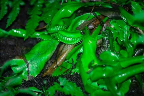 Venus flytrap is a carnivorous plant native to the temperate and subtropica.. Stock Photos