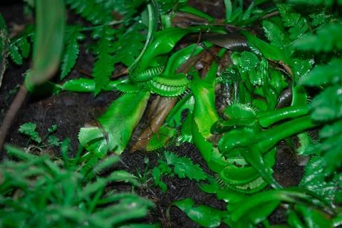 The Venus flytrap is a carnivorous plant native to the temperate and subtro.. 스톡 사진