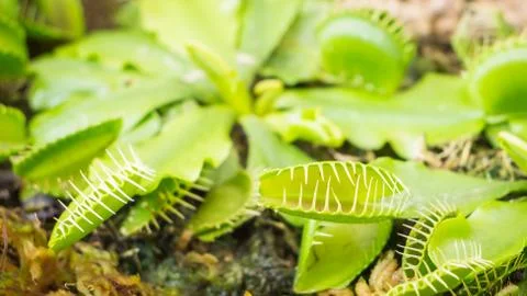 Venus Flytrap (Carnivorous plant) Foto stock