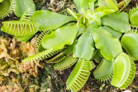Venus Flytrap (Carnivorous plant) 库存照片