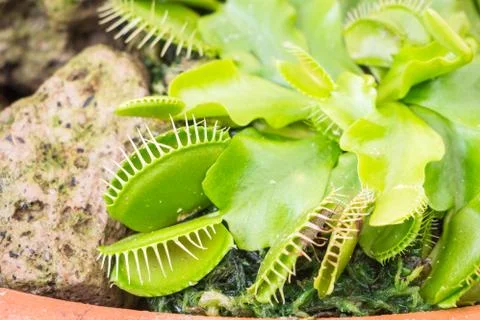 Venus Flytrap (Carnivorous plant) Stock Photos