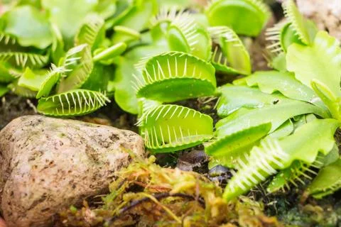 Venus Flytrap (Carnivorous plant) 库存照片