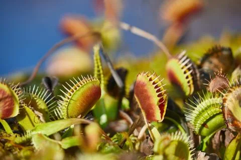 Venus flytrap carnivorous plant Foto stock