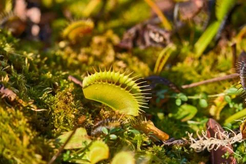 Venus flytrap carnivorous plant Foto stock