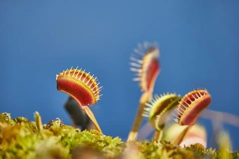Venus flytrap carnivorous plant 库存照片