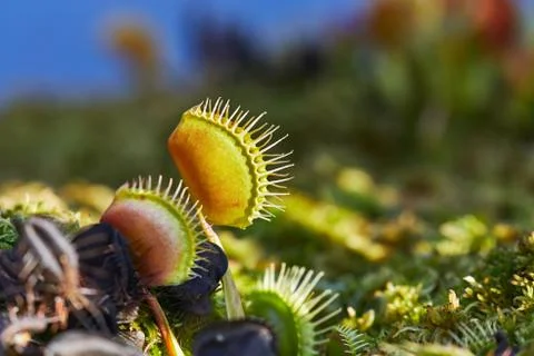 Venus flytrap carnivorous plant 스톡 사진