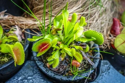Venus flytrap, carnivorous plant 스톡 사진