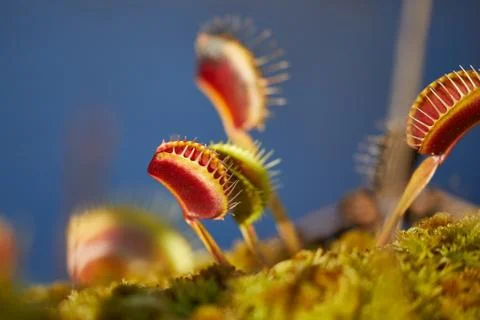 Venus flytrap carnivorous plant Foto stock