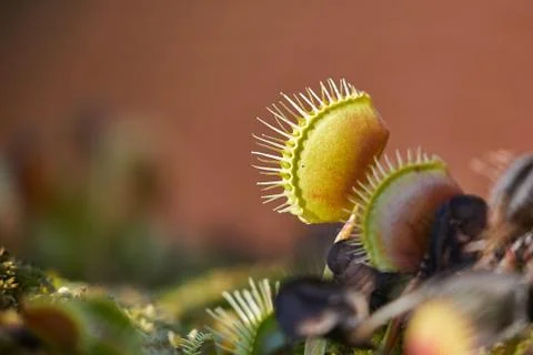 Venus flytrap carnivorous plant Foto stock