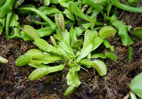 Venus flytrap, a carnivorous plant Stock Photos