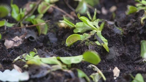 Venus flytrap carnivorous plants, close up, shallow DOF Stock Footage 75348986
