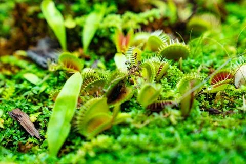 Venus flytrap. carnivorous plants of the marshlands. Stock Photos