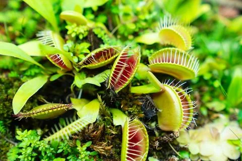 Venus flytrap. carnivorous plants of the marshlands. 스톡 사진