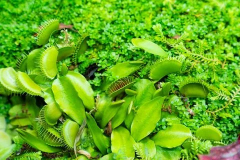 Venus flytrap. carnivorous plants of the marshlands. Foto stock