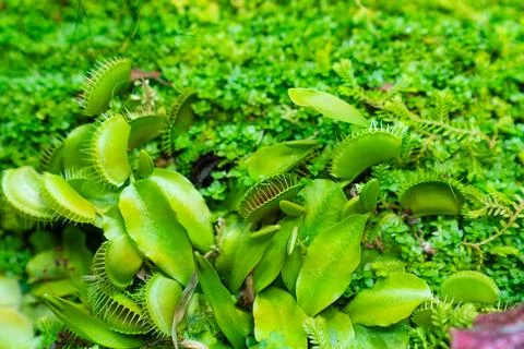 Venus flytrap. carnivorous plants of the marshlands. Stock Photos