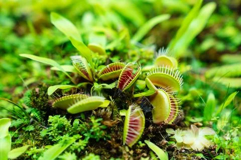 Venus flytrap. carnivorous plants of the marshlands. Foto stock