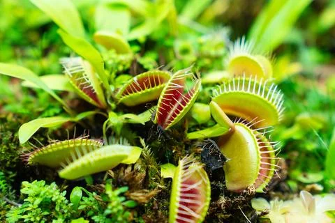 Venus flytrap. carnivorous plants of the marshlands. Foto stock
