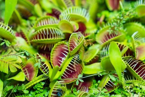 Venus flytrap. carnivorous plants of the marshlands. Foto stock