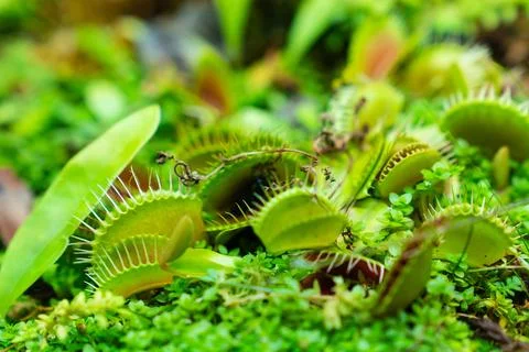 Venus flytrap. carnivorous plants of the marshlands. Stock Photos