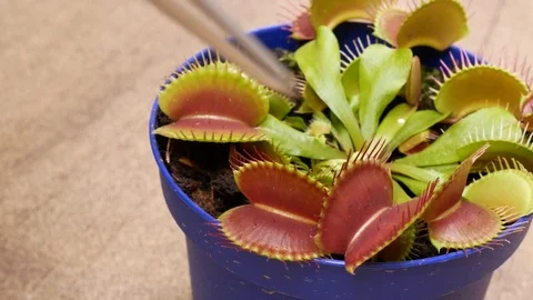 Venus flytrap catches the fly. Carnivorous plants Video stock 107137809