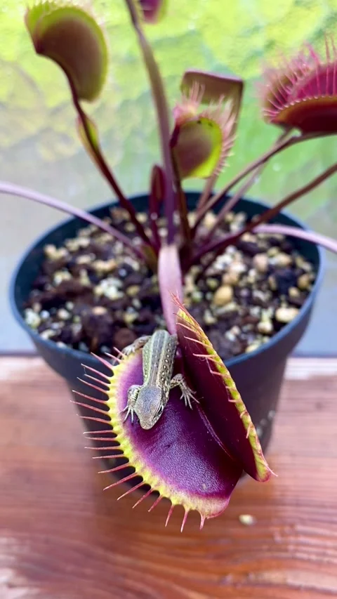 Venus Flytrap Catches Lizard, Germany Video stock 251188897