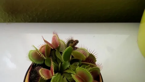 Venus Flytrap Catches A Wasp, Kalocsa, HUNGARY - 15 Sep 2013 Video stock 205341538