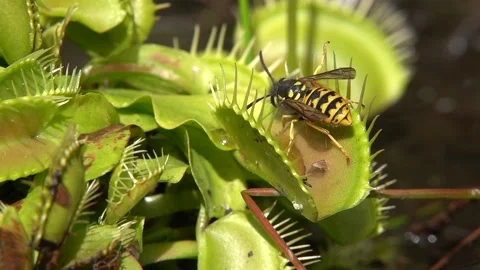Venus Flytrap Catches Yellow Jackets, Dohr, Germany - 17 Sep 2018 Stock Footage 299619181