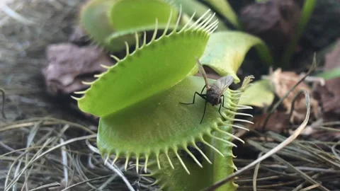 Venus Flytrap catching a fly Stock Footage 104325817