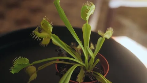 Venus flytrap catching a fly. Stock Footage 260315273