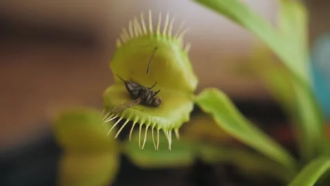 Venus flytrap catching a fly. Stock Footage 265858025
