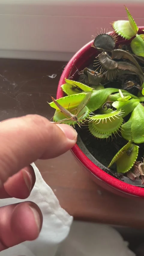Venus flytrap catching an insect. Stock Footage 346180256