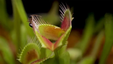 Venus flytrap catching live food. Ant being caught by a carnivorous plant. Stock Footage 97184748