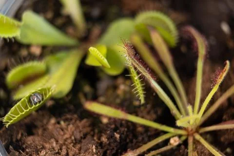 Venus flytrap with caught fly and drosera. Home pots of carnivorous plants Stock Photos