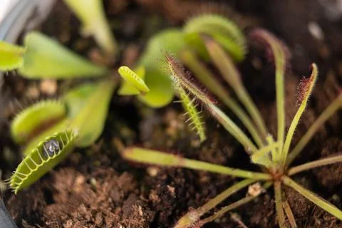 Venus flytrap with caught fly and drosera. Home pots of carnivorous plants Foto stock