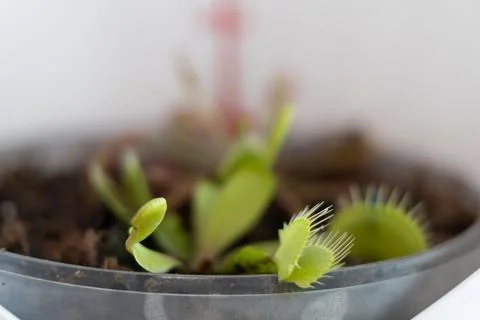 Venus flytrap with caught fly and drosera. Home pots of carnivorous plants Foto stock