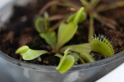Venus flytrap with caught fly and drosera. Home pots of carnivorous plants Stock Photos
