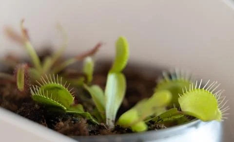 Venus flytrap with caught fly and drosera. Home pots of carnivorous plants Foto stock
