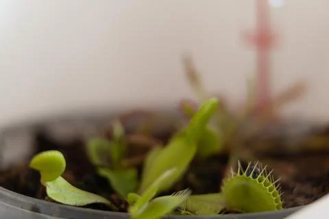 Venus flytrap with caught fly and drosera. Home pots of carnivorous plants Stock Photos