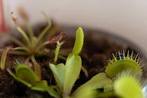 Venus flytrap with caught fly and drosera. Home pots of carnivorous plants Stock Photos