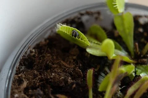 Venus flytrap with caught fly and drosera. Home pots of carnivorous plants Foto stock
