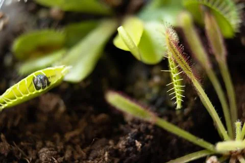 Venus flytrap with caught fly and drosera. Home pots of carnivorous plants Stock Photos