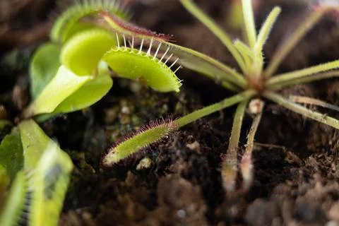 Venus flytrap with caught fly and drosera. Home pots of carnivorous plants Stock Photos