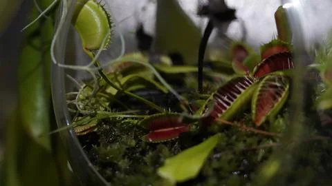Venus Flytrap Close Up Carnivorous Plant Terrarium View 库存照片