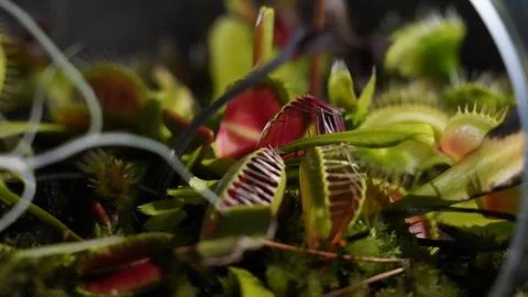 Venus Flytrap Close Up Carnivorous Plant Garden Foto stock