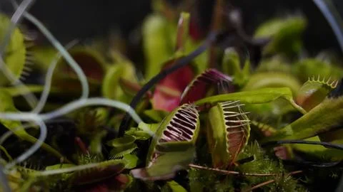 Venus Flytrap Close Up Carnivorous Plant Photography Stock Photos